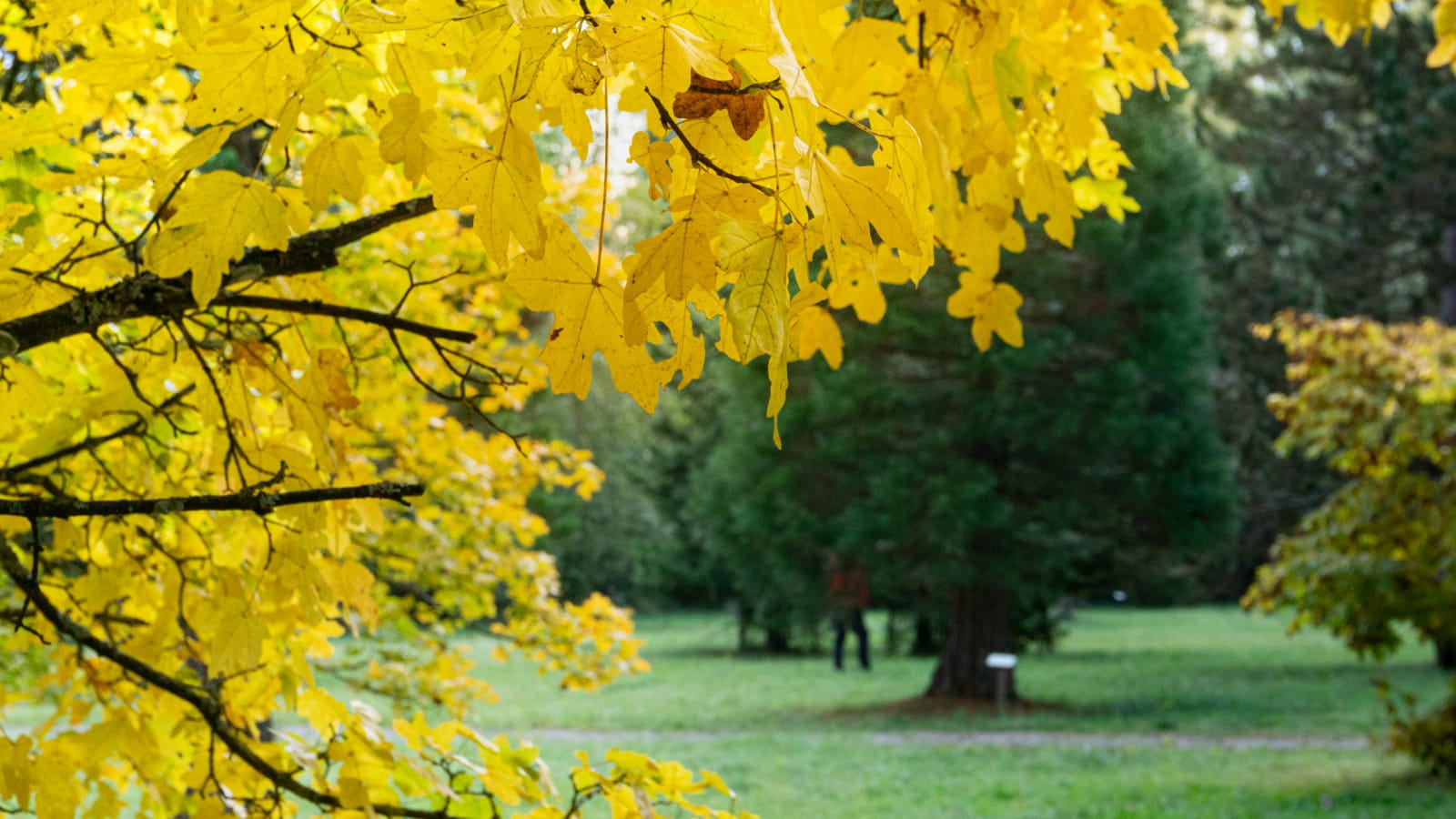Couleurs d'automne - Arboretum de Sarralbe